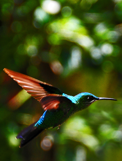 Hummingbird