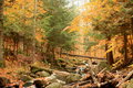 Deer and Stream