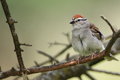first week with the new 500mm