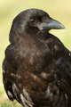 The Crow