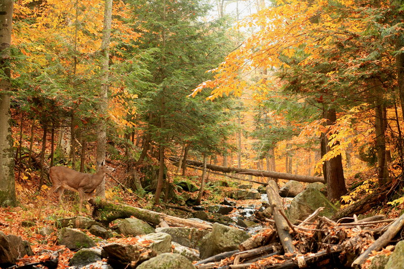 Deer and Stream