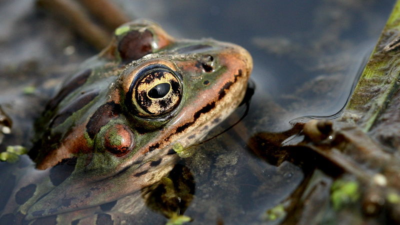 Frog