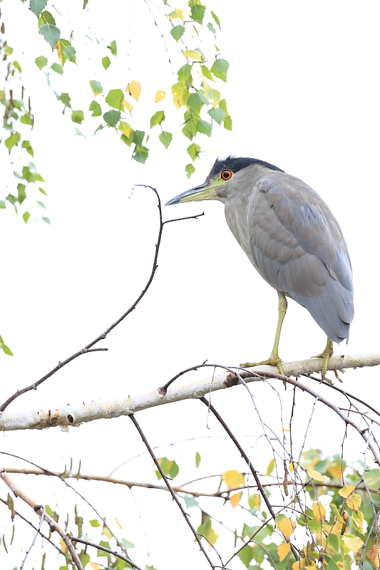 Black Crested Night Heron
