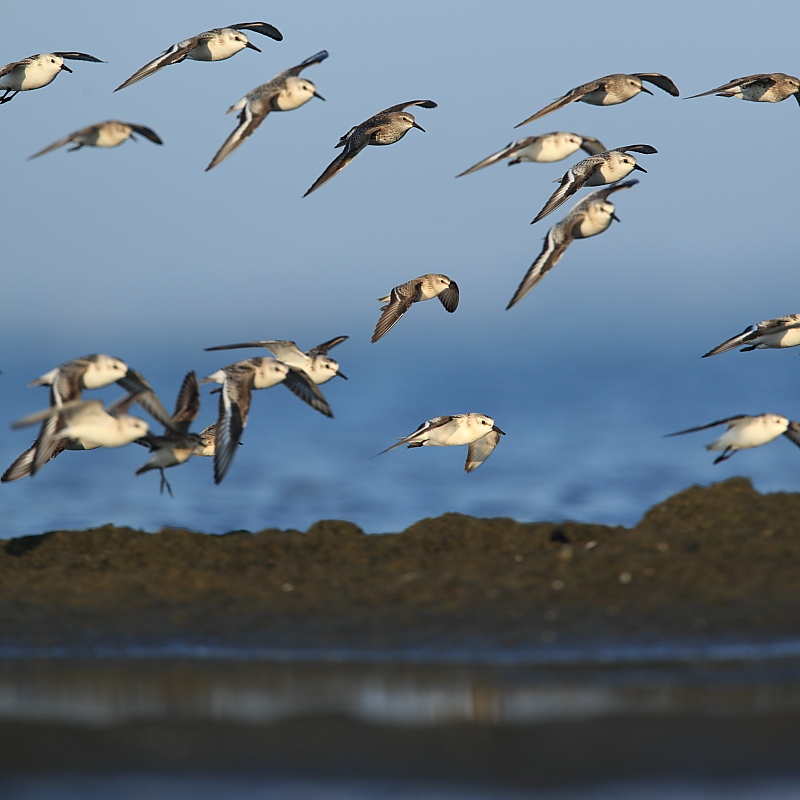 Swooping In