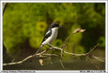 Southern Fiscal Shrike (PAW 25/52)