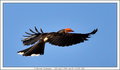 Crowned Hornbill BiF (PAW 30/52)
