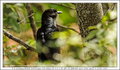 Black Cuckoo (PAW 47/52)