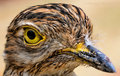 Cape Thick-Knee (PAW 4/52)