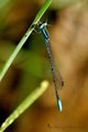 Swamp Bluet (PAW 7/52)