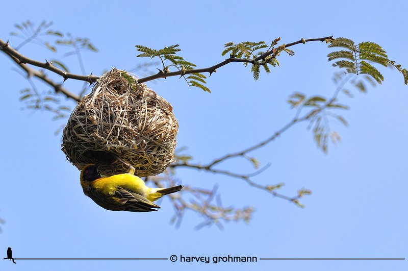 The Little Weaver 4 (PAW 36-4/52)
