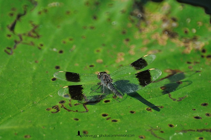 Banded Groundling (Brachythemis leucostica)