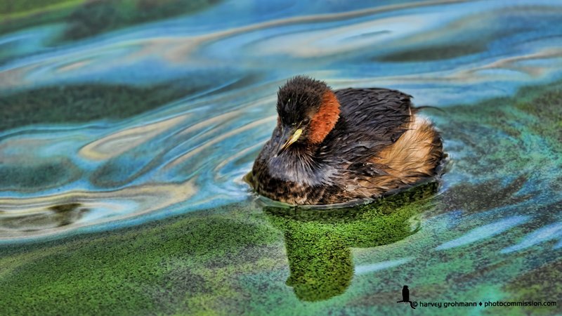 Little Grebe (Tachybaptus ruficollis) (PAW 25/52)