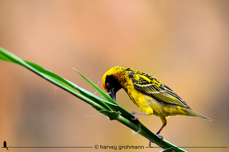 The Little Weaver 3 (PAW 36-3/52)