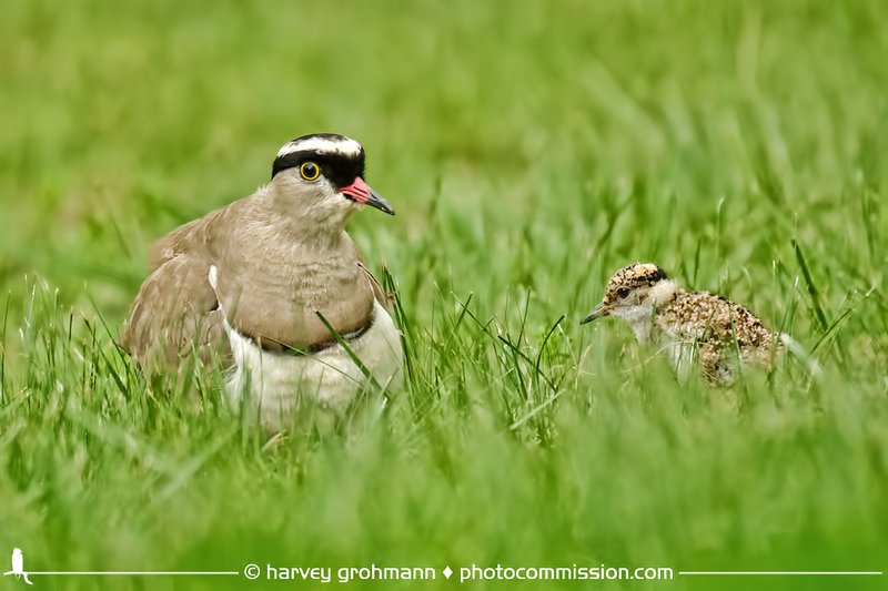 Mom and Chick (PAW 38/52)