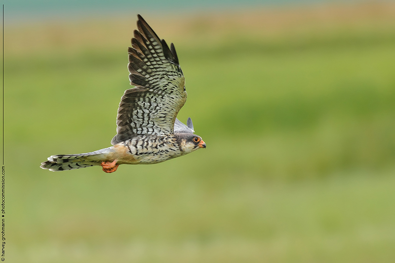 Amur Falcon v2 (PAW 1/52)