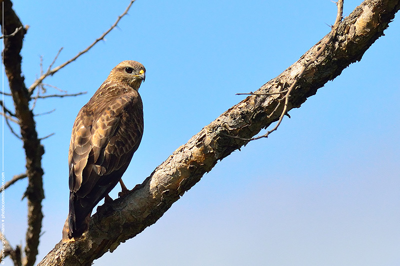 Steppe Buzzard? (PAW 7.1/52)