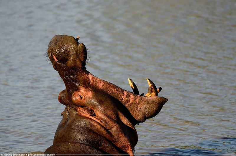 My Waterhole! (PAW 20/52)