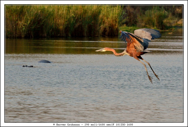 Goliath Heron BiF (PAW 31/52)