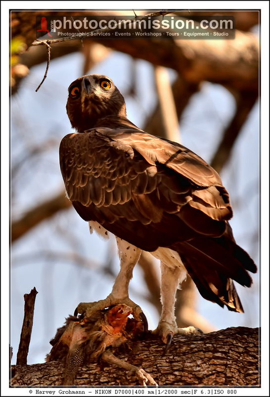 Martial Eagle with Crested Guinea Fowl Prey (PAW 32/52)