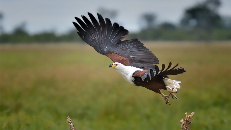 D7K_2469-800px-DPC-2-SS