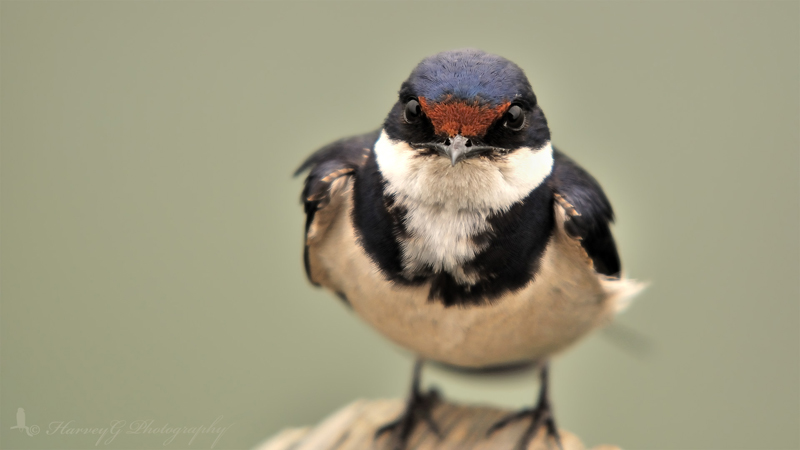 White Throated Swallow (PAW 1/52)