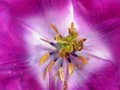 Purple Beauty