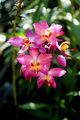 Orchid