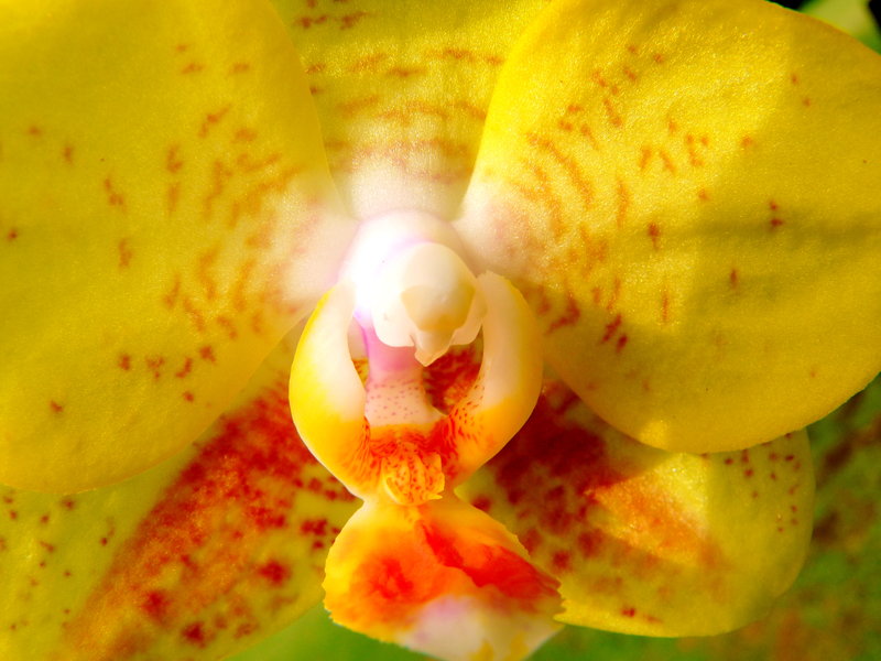 Yellow Orchid