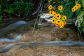 Flowers over Blue River