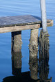 Dock Reflections