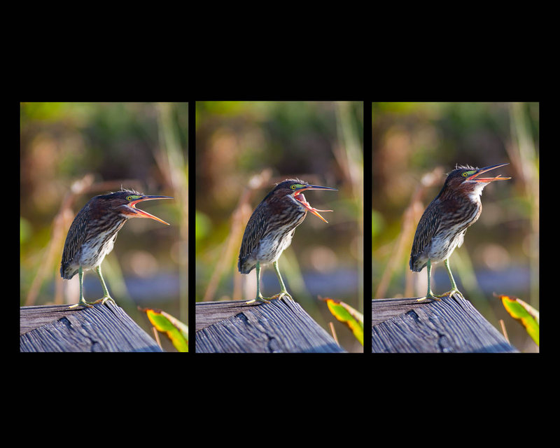Bird Yawn.jpg