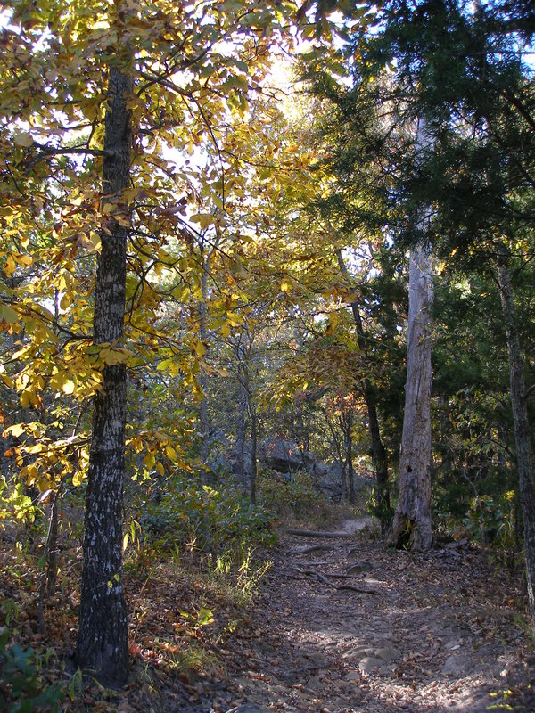 Fall Path