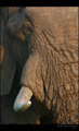 Tusker
