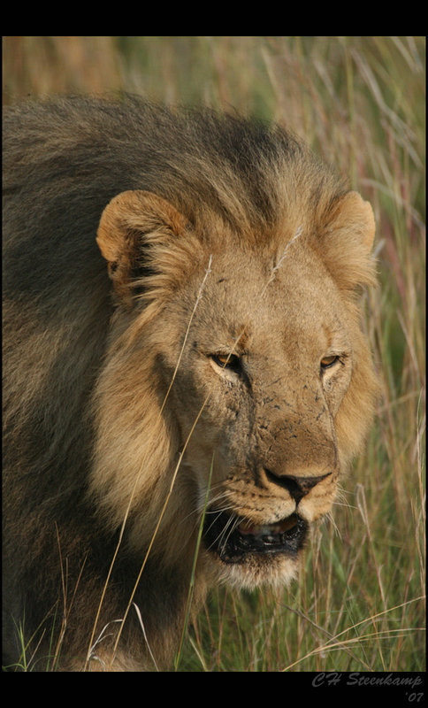 On the hunt