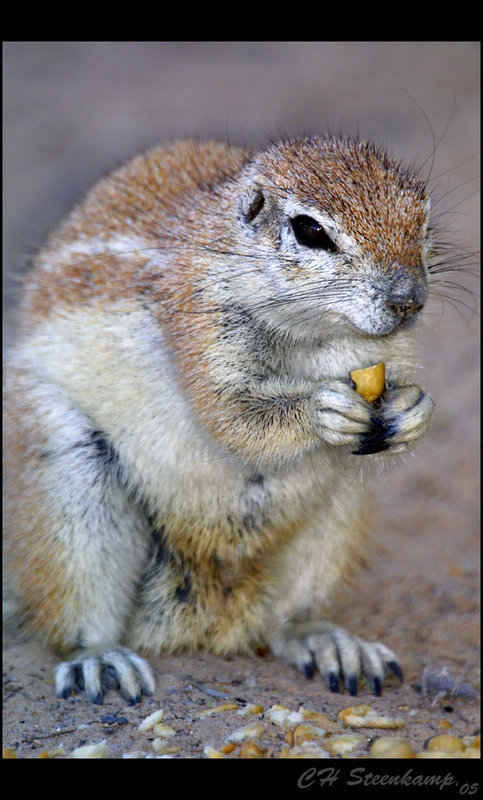 Hungry