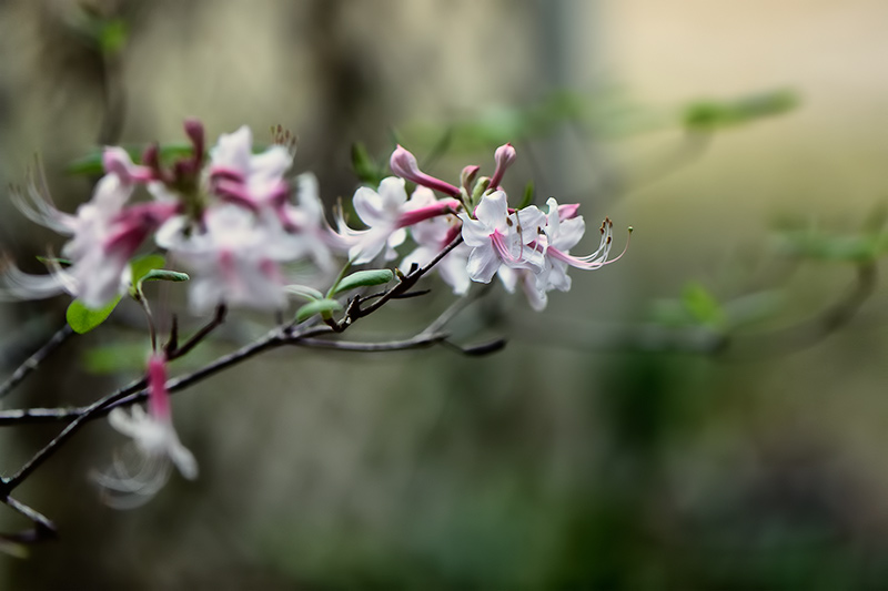 Florida native azalea