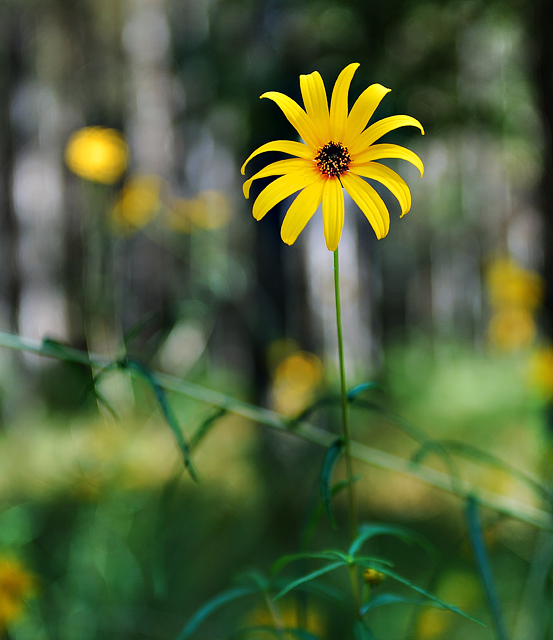 Beauty-in-the-Woods