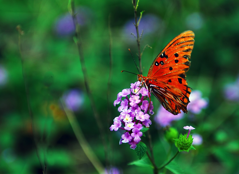 Orange-and-Lilac