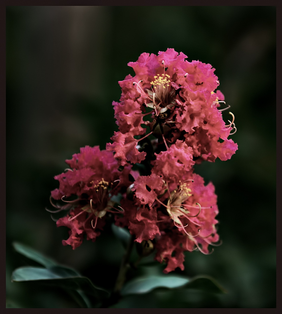 DSC_2753-Crepe-Myrtle