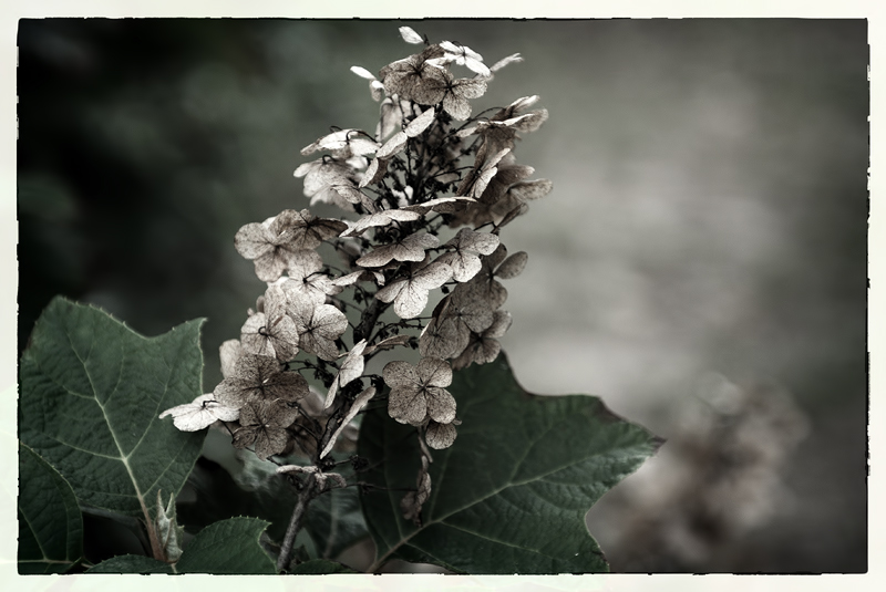 DSC_2877-Hydrangea