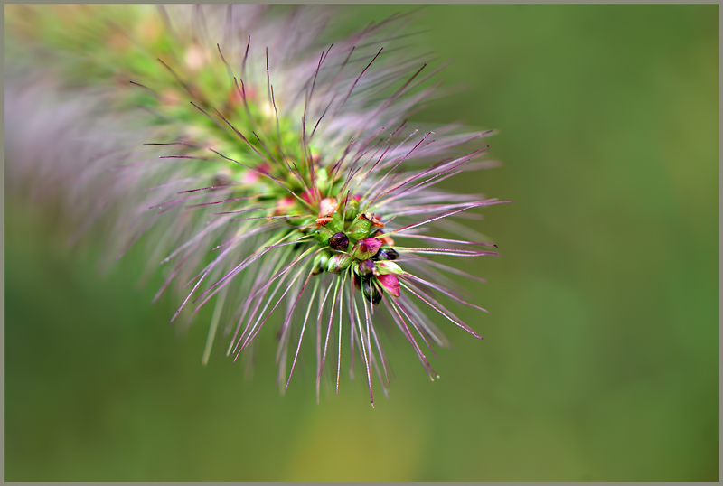 DSC_3409-Foxtail