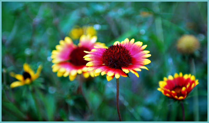 DSC_2784-Last-wildflowers-final