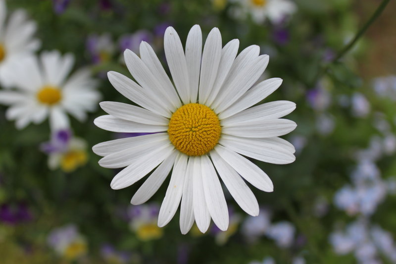 Daisy