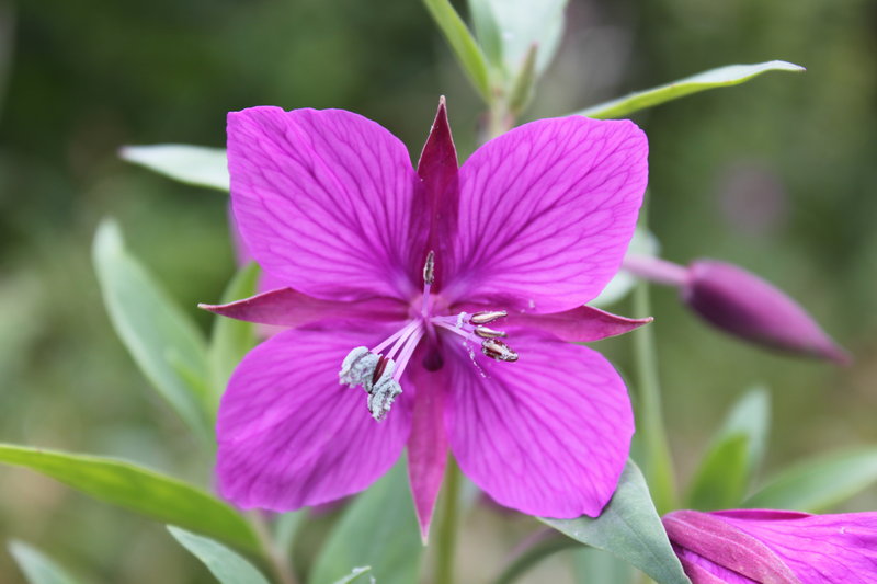 Fireweed