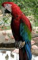 Scarlet Macaw
