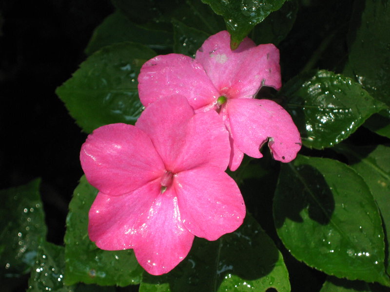 Impatien