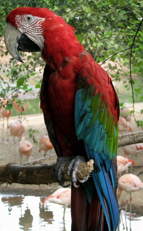 Scarlet Macaw