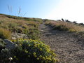 Alpine Flora on Mt. Princeton.JPG