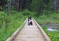 Dog on a Bridge