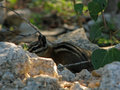 Chipmunk